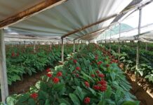 경기도 농기원, ‘인삼 K-1 신품종 우량종자 채종, 농가 보급사업’ 실시