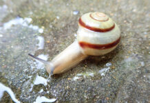 멸종위기 고유종 참달팽이 20마리, 원서식지로 돌아간다