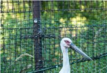 황새 부부 3쌍, 둥지 떠나 새 보금자리로