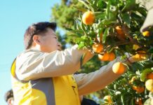 제주도, 극조생 노지감귤 수확‧유통 지원 강화