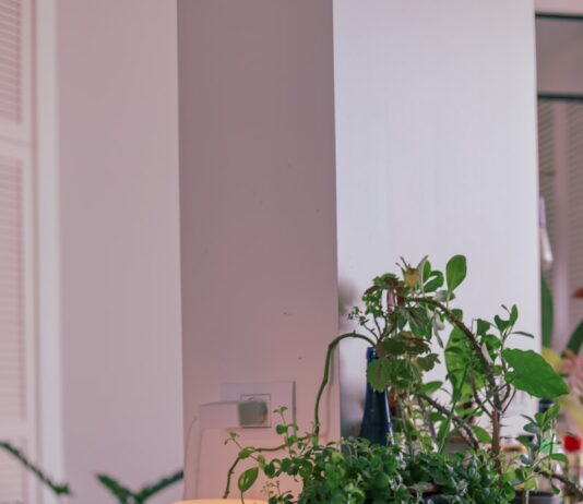 여름철 쾌적한 실내 공기 유지법 green plant on blue ceramic pot