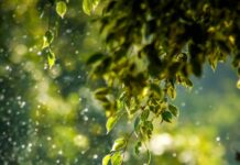 나만의 웰니스 루틴, 일상에서 실천하는 건강 트렌드 selective focus photo of green vine