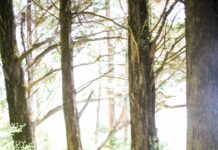 집 근처 산책, 마음도 건강도 챙기는 일상 속 힐링 트렌드 people walking on dirt road between trees during daytime