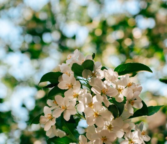 “뇌건강, 일상의 작은 변화로 지키자…집에서 실천하는 뇌 활력 루틴” Sunlit white apple blossoms against a blurred green background.