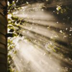 만성피로, 일상 속 작은 변화로 극복… ‘슬로우 라이프’가 대세 sun rays coming through trees